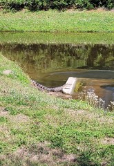 Alligator mississippiensis