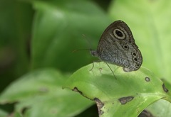 Ypthima stellera