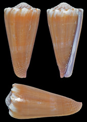 Conus moreleti