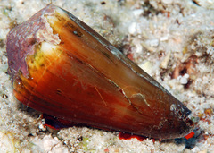 Conus moreleti