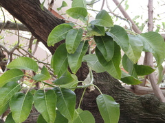 Phytolacca dioica