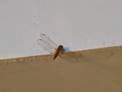 Brachythemis contaminata