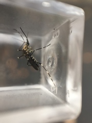 Aedes sierrensis