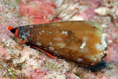 Conus moreleti