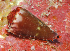 Conus moreleti