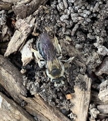 Andrena barbara