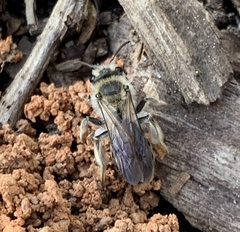Andrena barbara