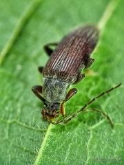 Bolbostetha