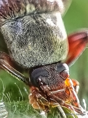 Bolbostetha