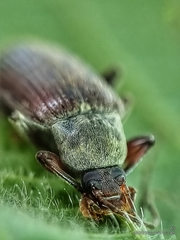 Bolbostetha