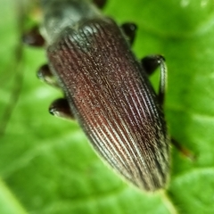Bolbostetha