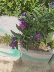 Echium plantagineum