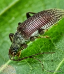 Bolbostetha