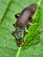 Bolbostetha