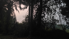 Hipposideros armiger