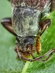 Bolbostetha