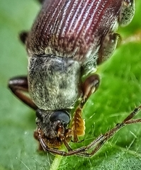Bolbostetha