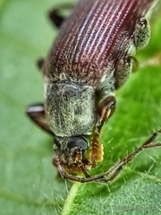 Bolbostetha