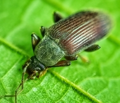 Bolbostetha
