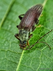 Bolbostetha