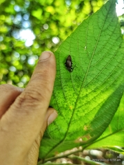Bolbostetha