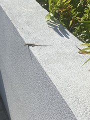 Anolis scriptus scriptus