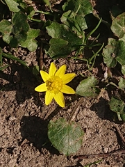 Ficaria verna