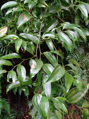 Smilax lanceifolia