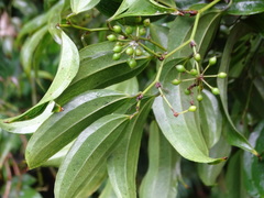 Smilax lanceifolia