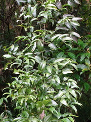 Smilax lanceifolia