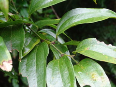 Smilax lanceifolia