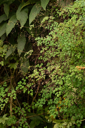 False Maidenhair