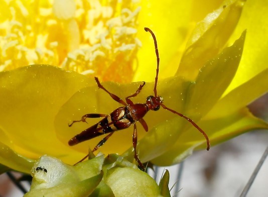 Strangalia strigosa
