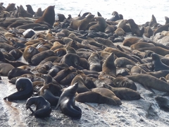 Arctocephalus pusillus