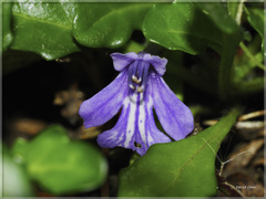 Ajuga pygmaea