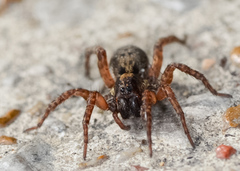 Trochosa sepulchralis