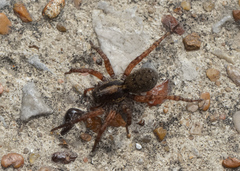 Trochosa sepulchralis