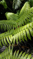 Cibotium glaucum