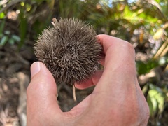 Apeiba tibourbou image