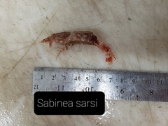 Sabinea sarsii