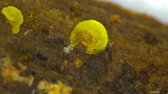 Bionectriaceae