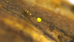 Bionectriaceae