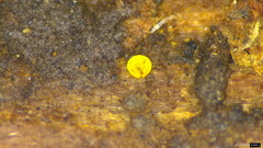 Bionectriaceae
