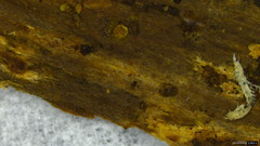 Bionectriaceae