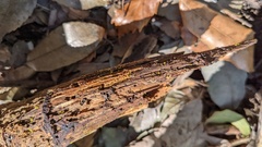 Bionectriaceae