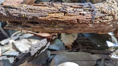 Bionectriaceae