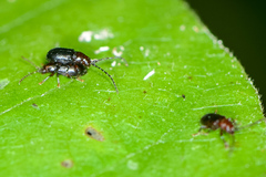 Aulacothorax copalina