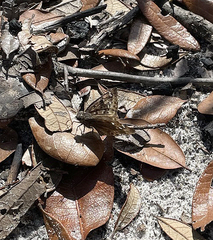 Erynnis juvenalis juvenalis