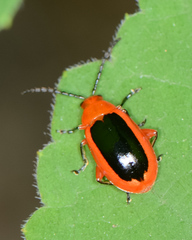 Disonycha discoidea