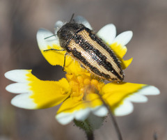 Acmaeodera nigrovittata